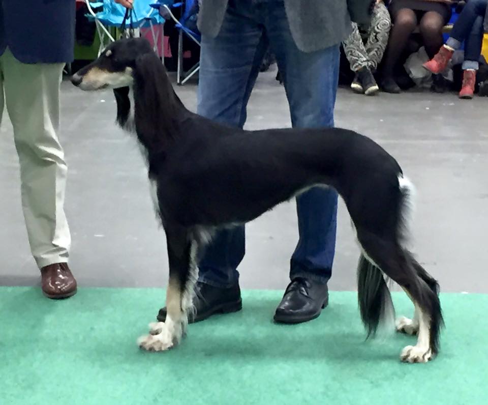 CH Badavie Velvet Goldmine BOS IB Nordic Winner 2015